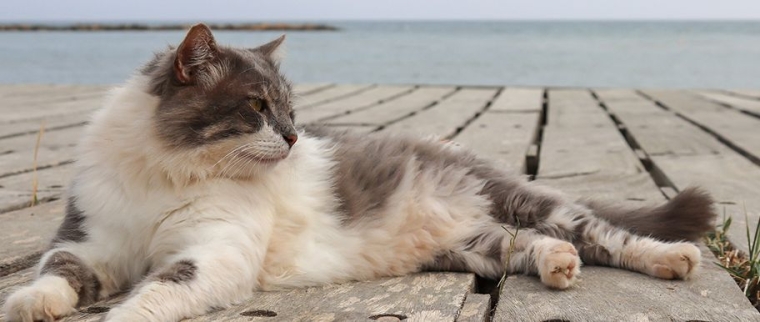 Vacances avec son animal de compagnie